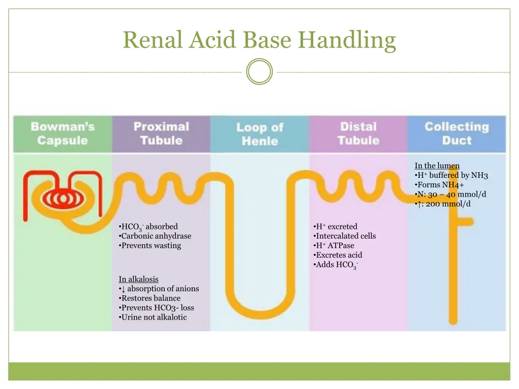renal acid base handling