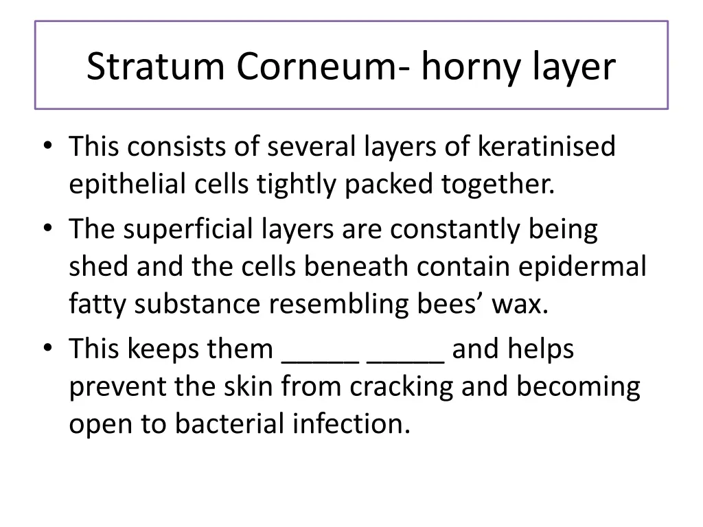 stratum corneum horny layer