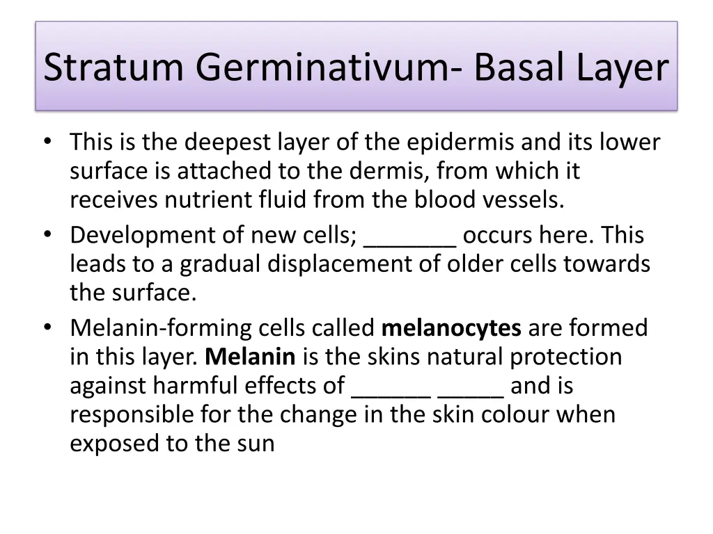 stratum germinativum basal layer