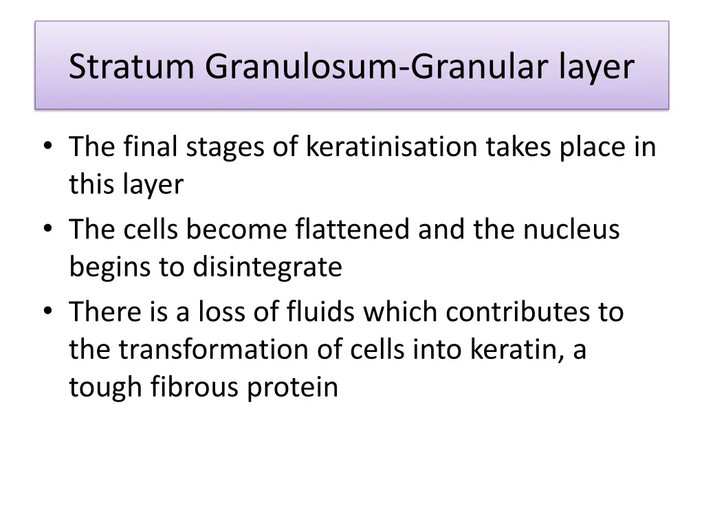 stratum granulosum granular layer