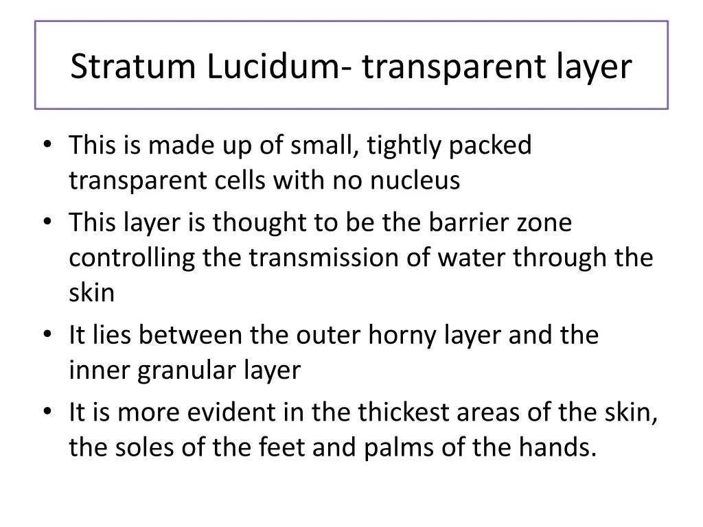 stratum lucidum transparent layer