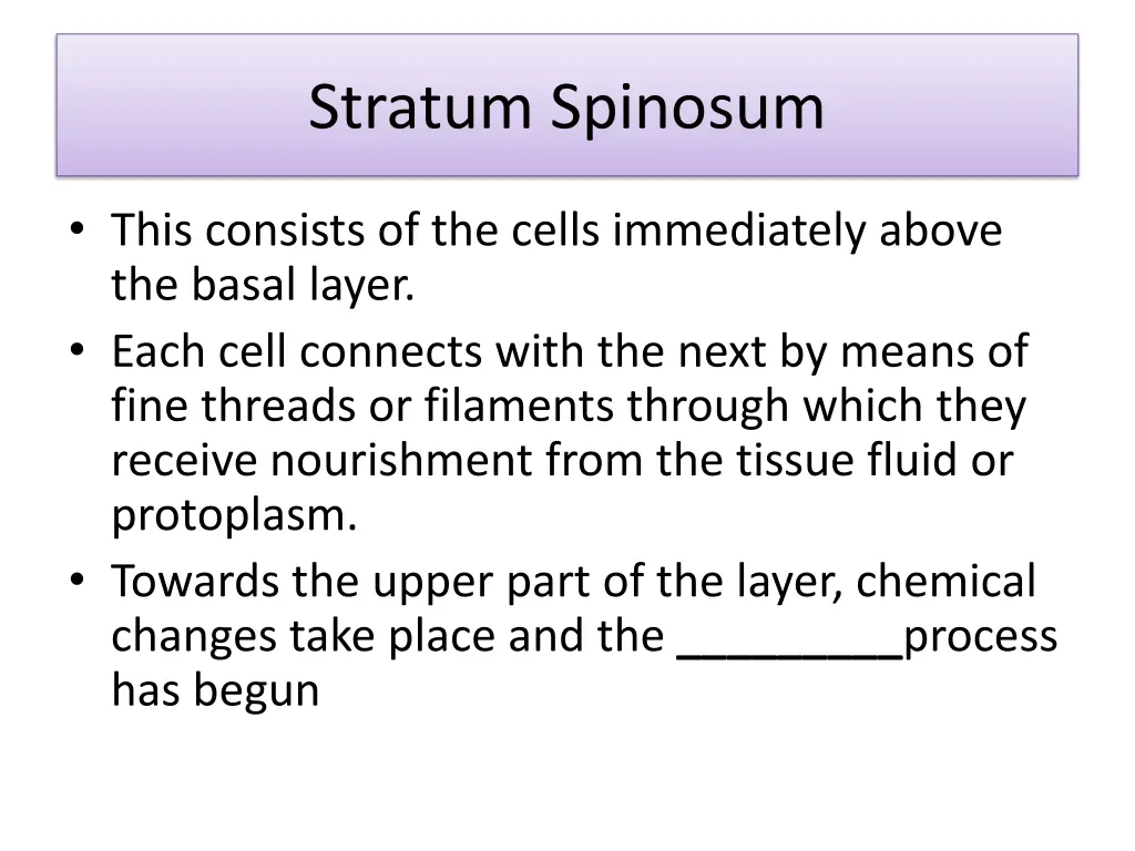 stratum spinosum
