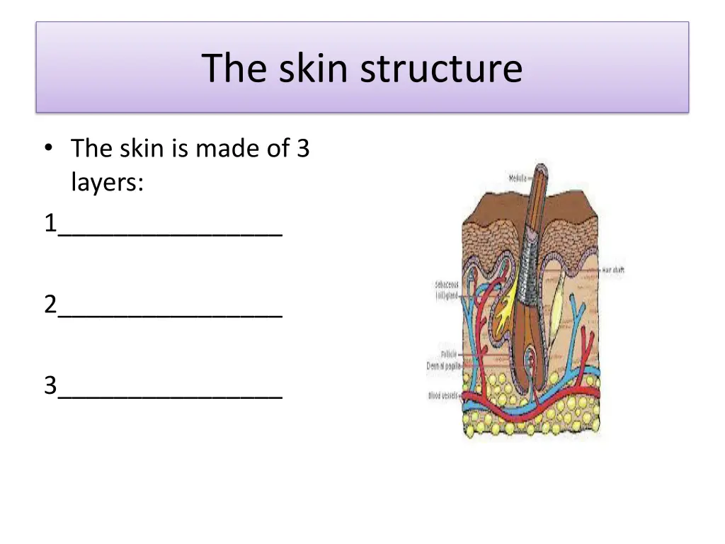 the skin structure