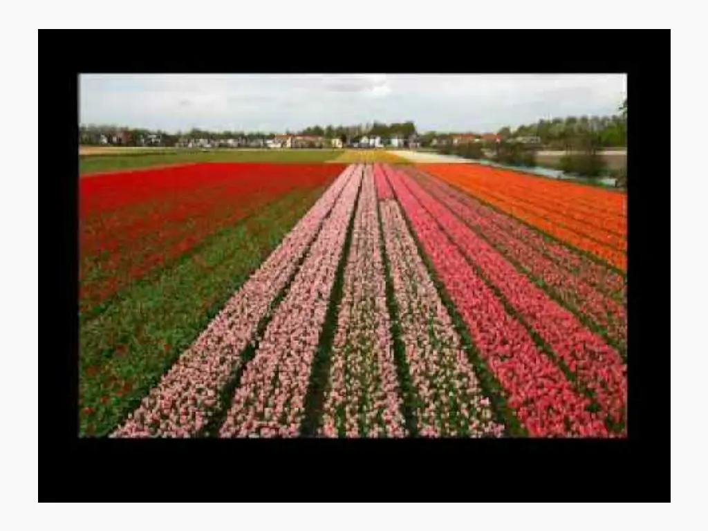 welcome to holland read by renay jones
