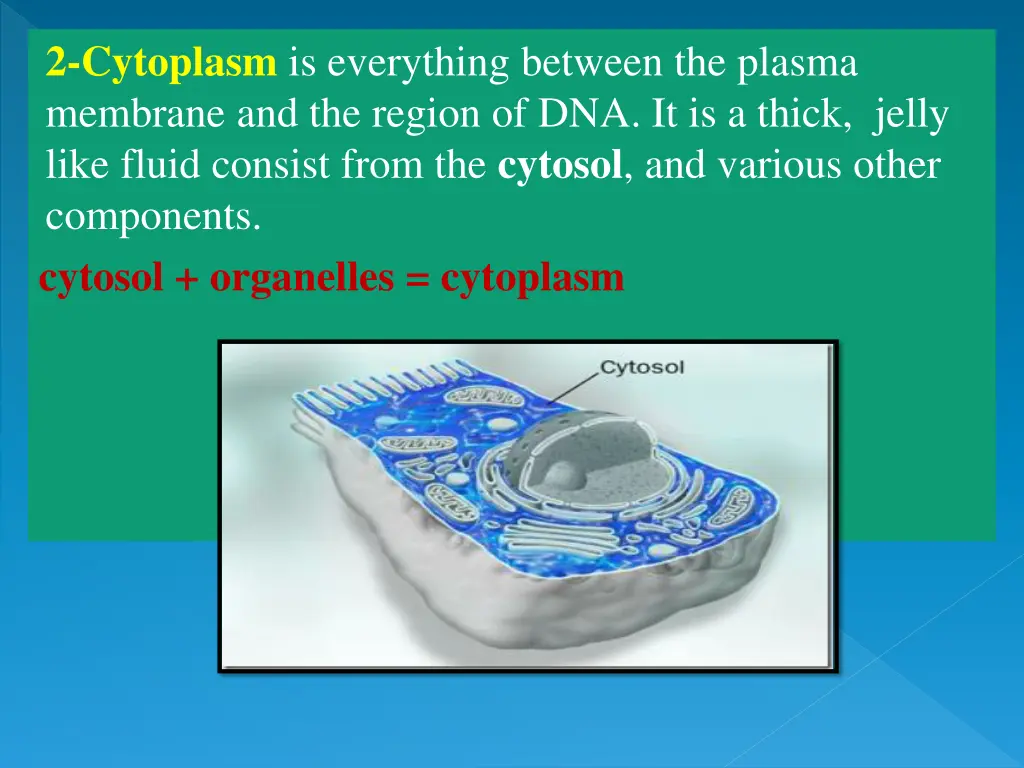 2 cytoplasm is everything between the plasma