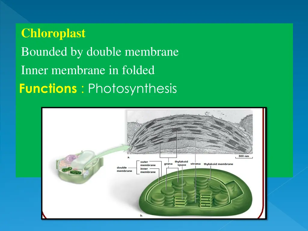 chloroplast bounded by double membrane inner