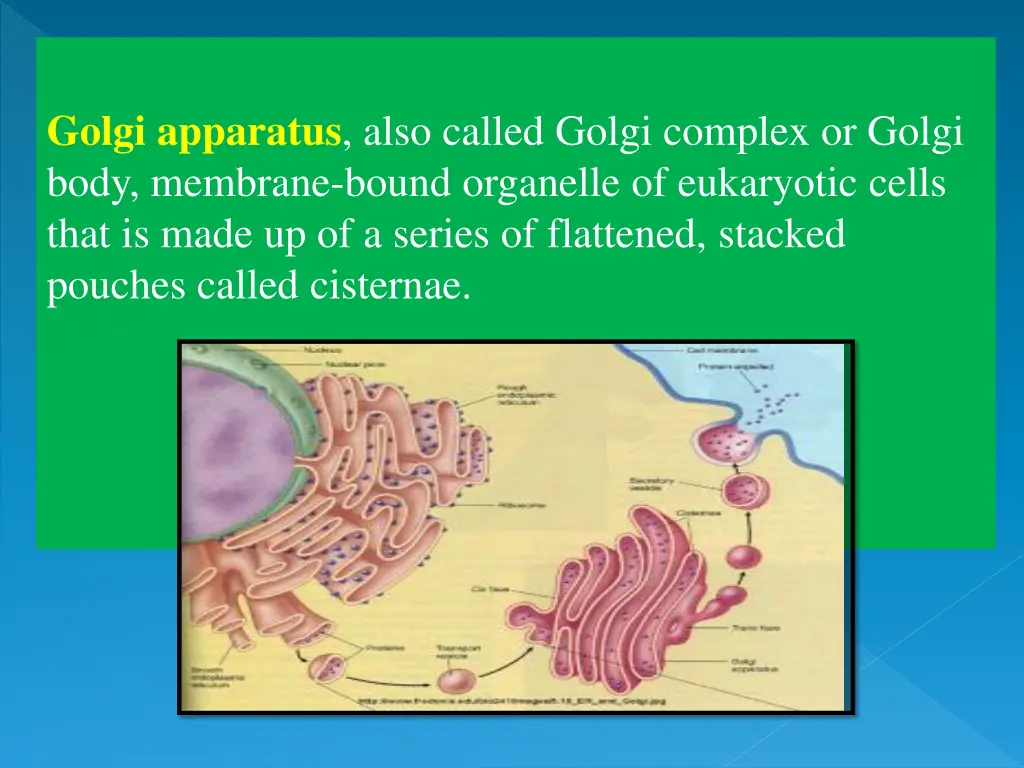 golgi apparatus also called golgi complex
