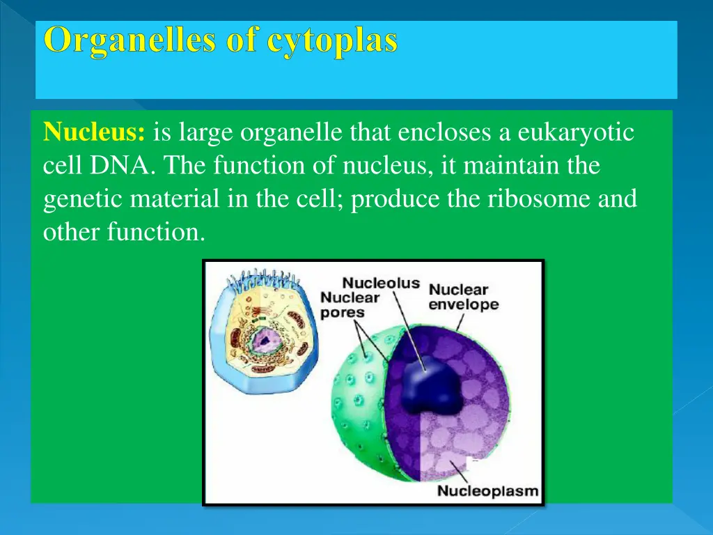 organelles of cytoplas
