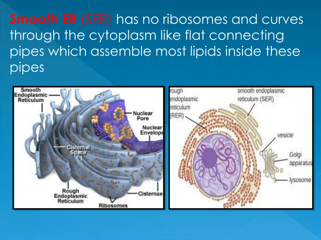 smooth er ser has no ribosomes and curves through