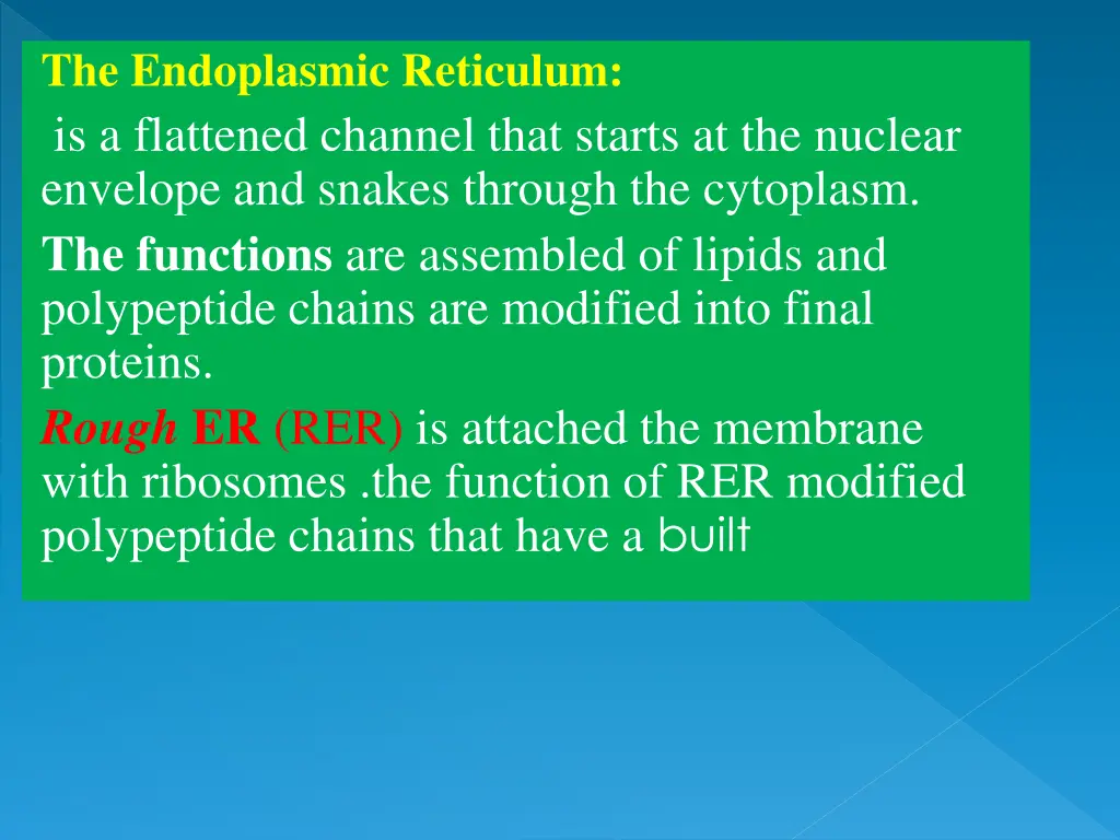 the endoplasmic reticulum is a flattened channel