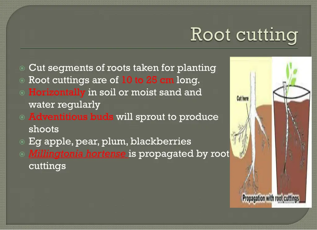 cut segments of roots taken for planting root