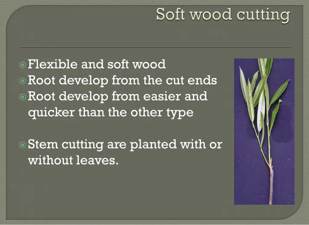 flexible and soft wood root develop from