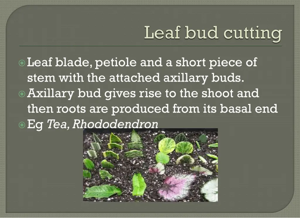 leaf blade petiole and a short piece of stem with
