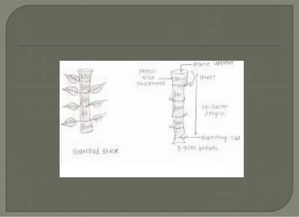 slide11