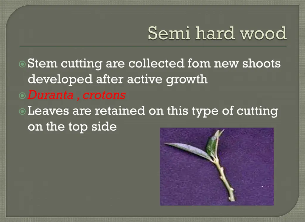 stem cutting are collected fom new shoots