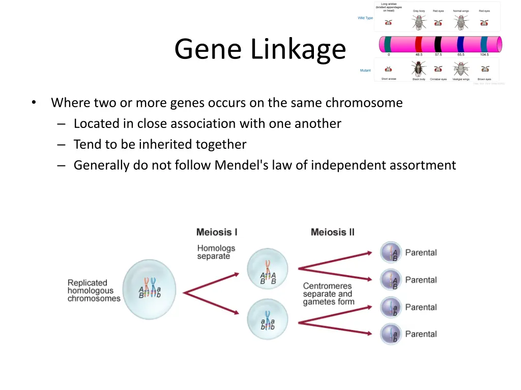 gene linkage