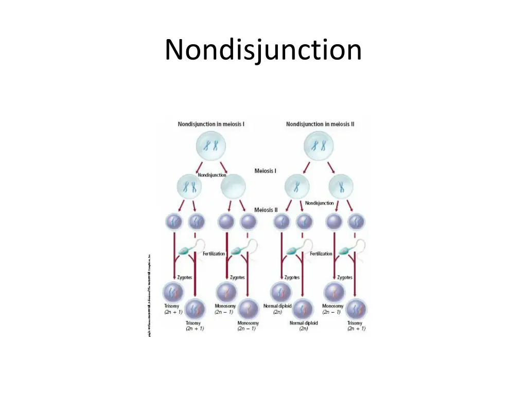 nondisjunction