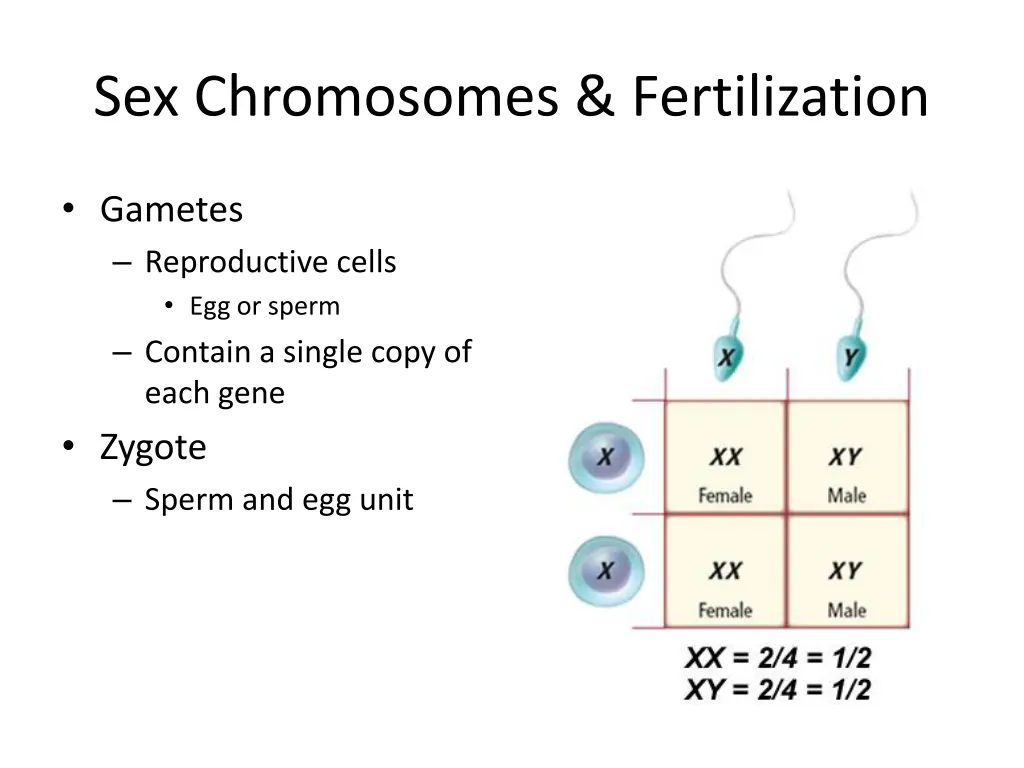 sex chromosomes fertilization