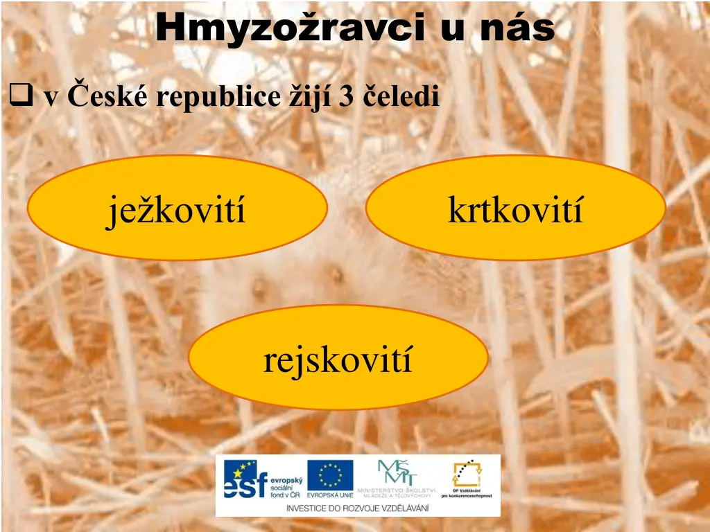hmyzo ravci u n s