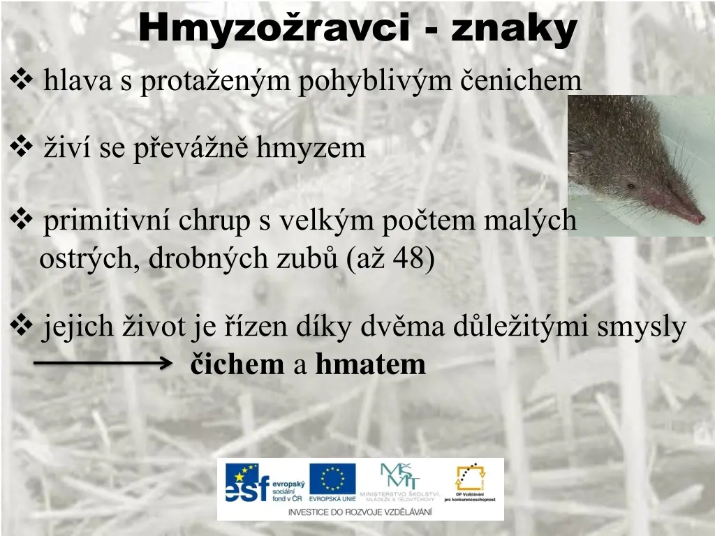hmyzo ravci znaky hlava s prota en m pohybliv