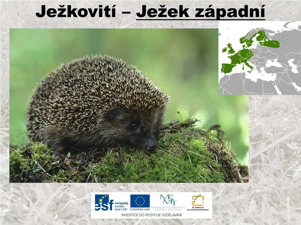 je kovit je ek z padn