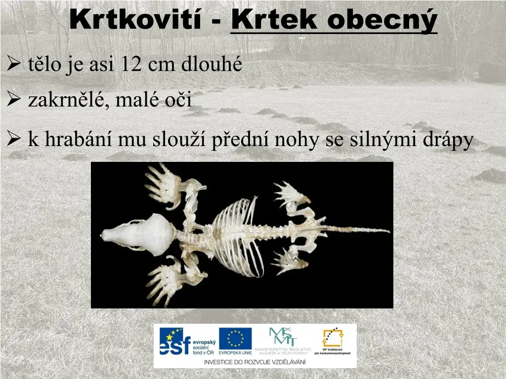 krtkovit krtek obecn 1