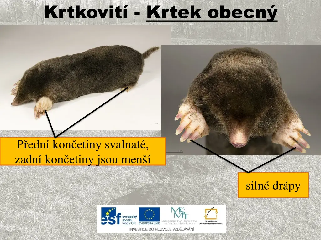 krtkovit krtek obecn 2