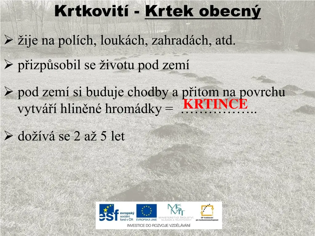 krtkovit krtek obecn