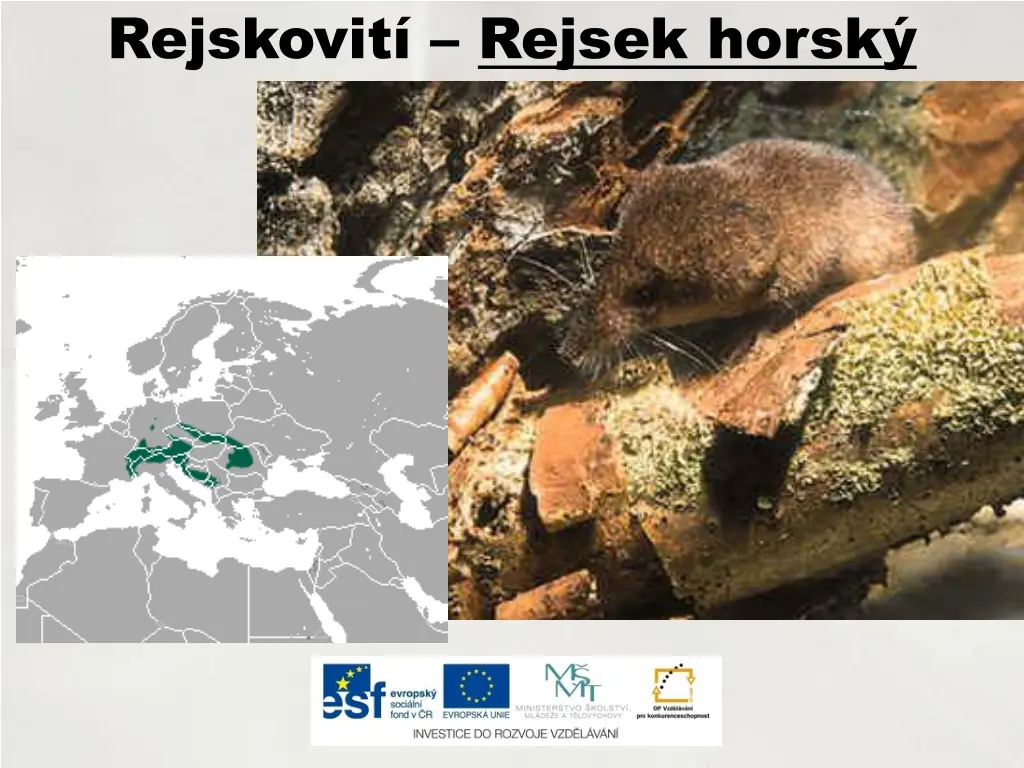 rejskovit rejsek horsk