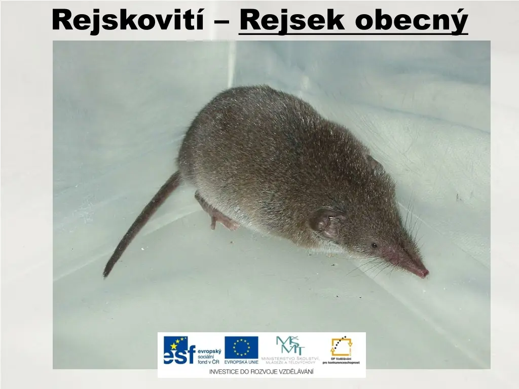 rejskovit rejsek obecn 1