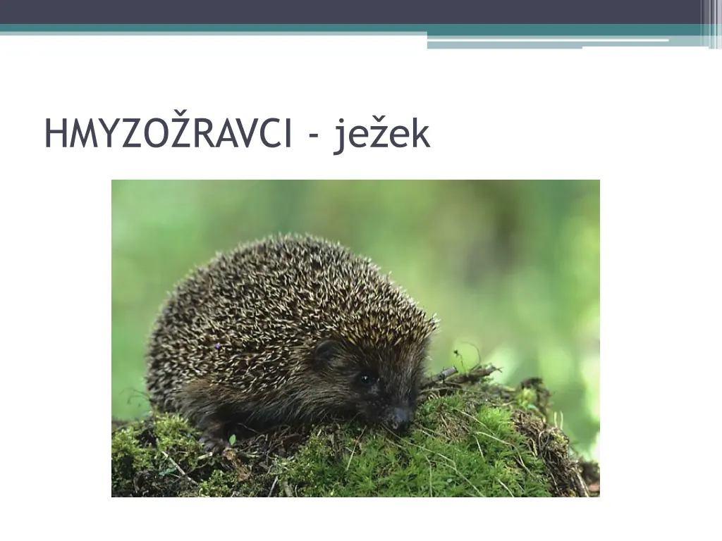 hmyzo ravci je ek 1
