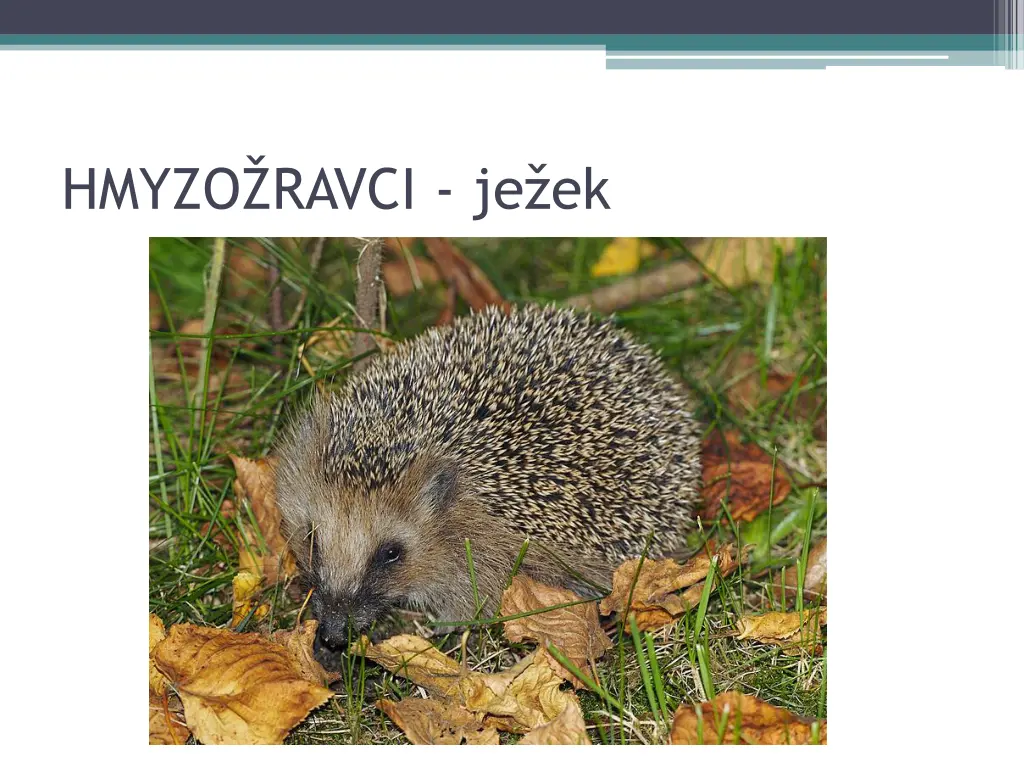 hmyzo ravci je ek