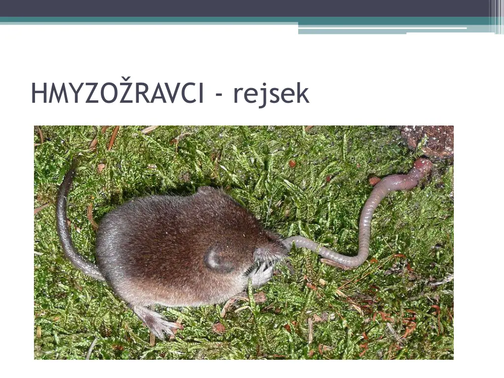 hmyzo ravci rejsek