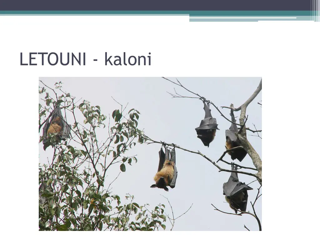 letouni kaloni