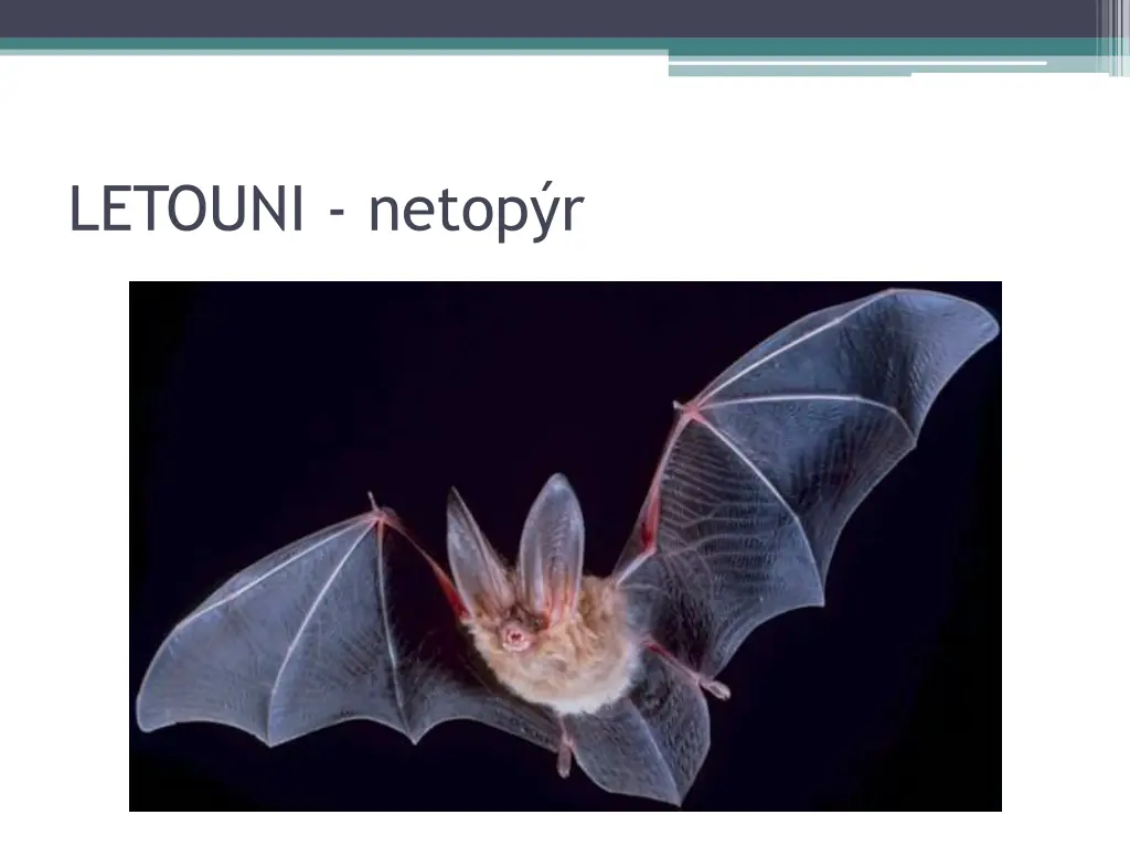letouni netop r