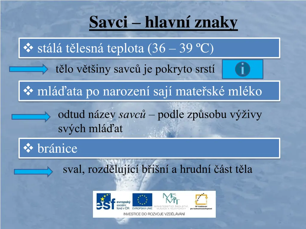savci hlavn znaky