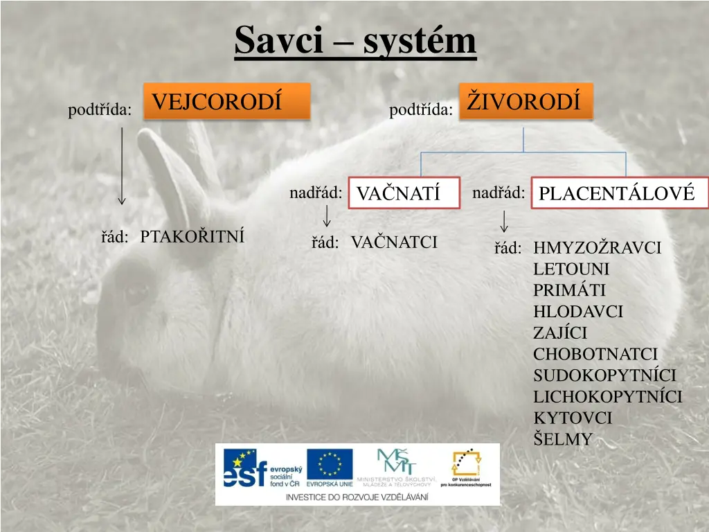 savci syst m 1