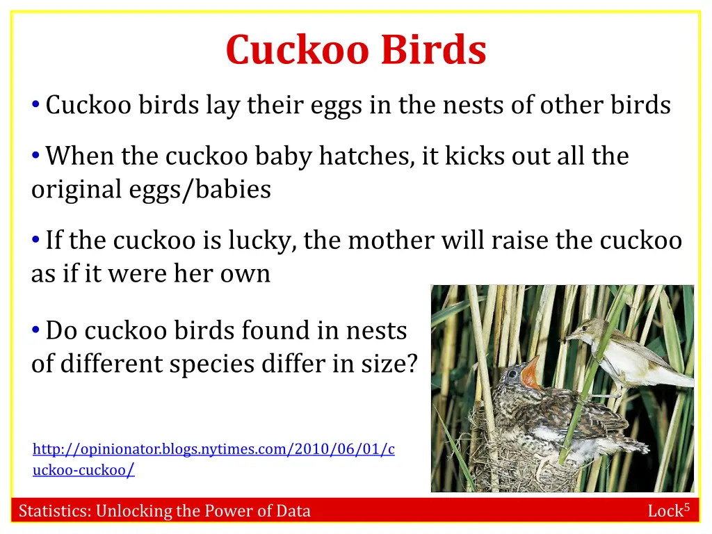 cuckoo birds
