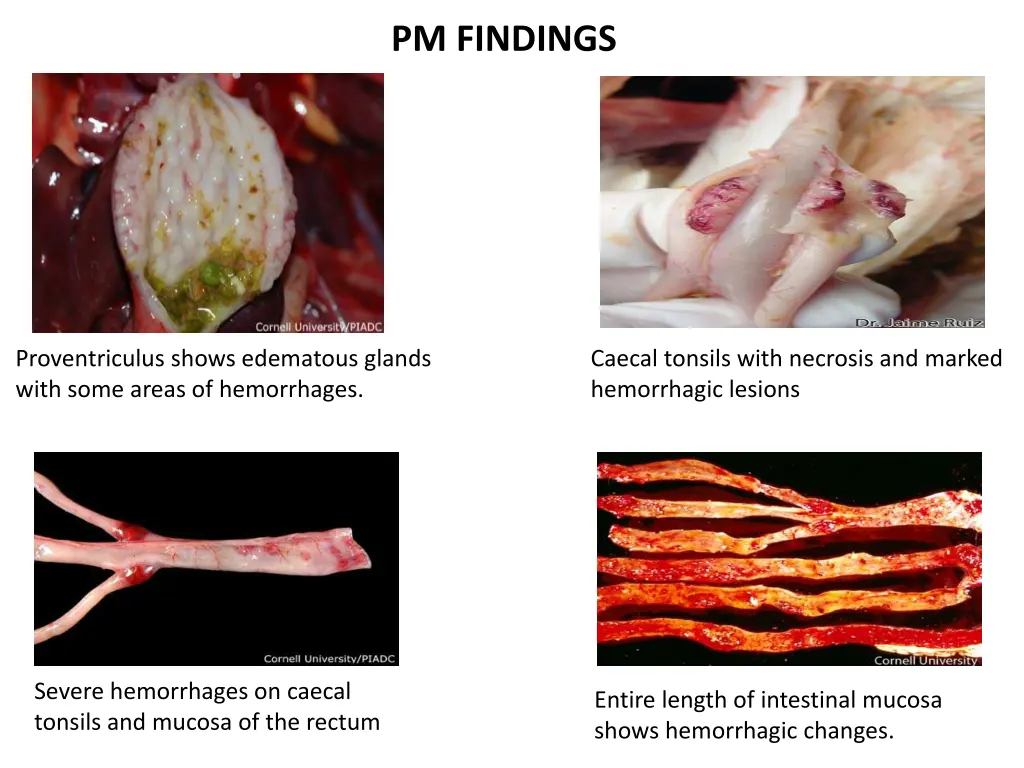 pm findings