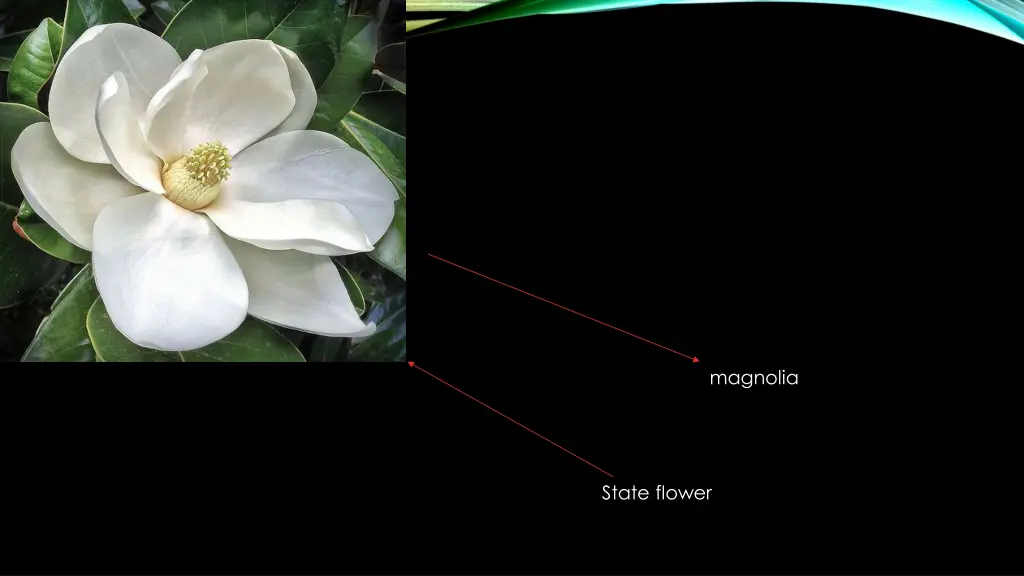 magnolia