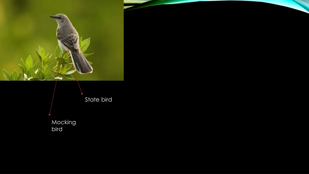 state bird
