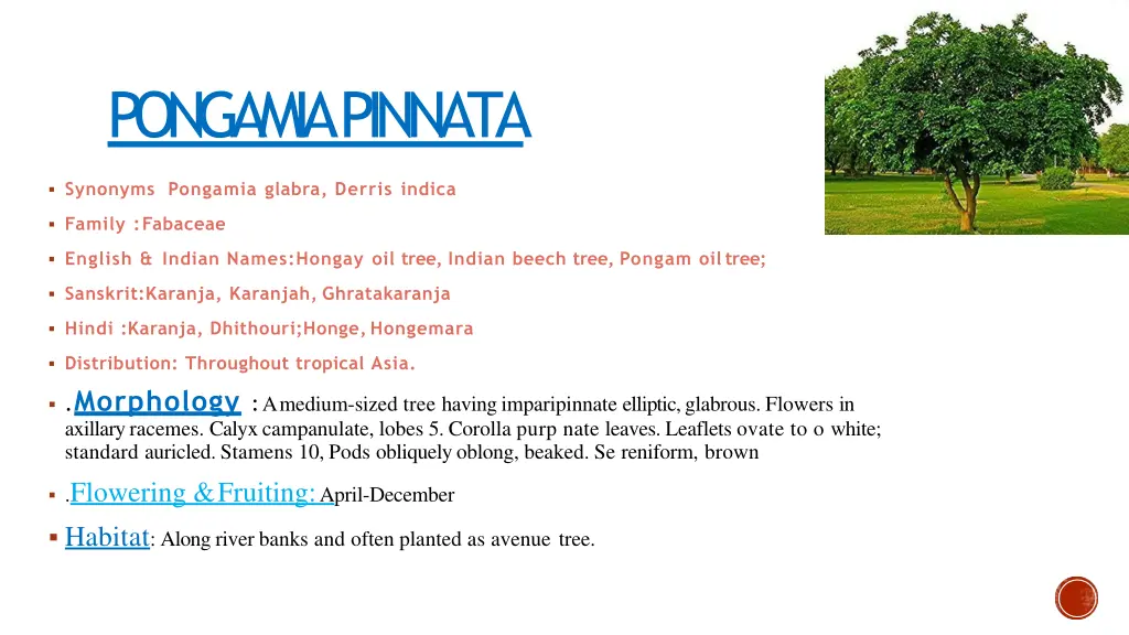 pongamiapinnata