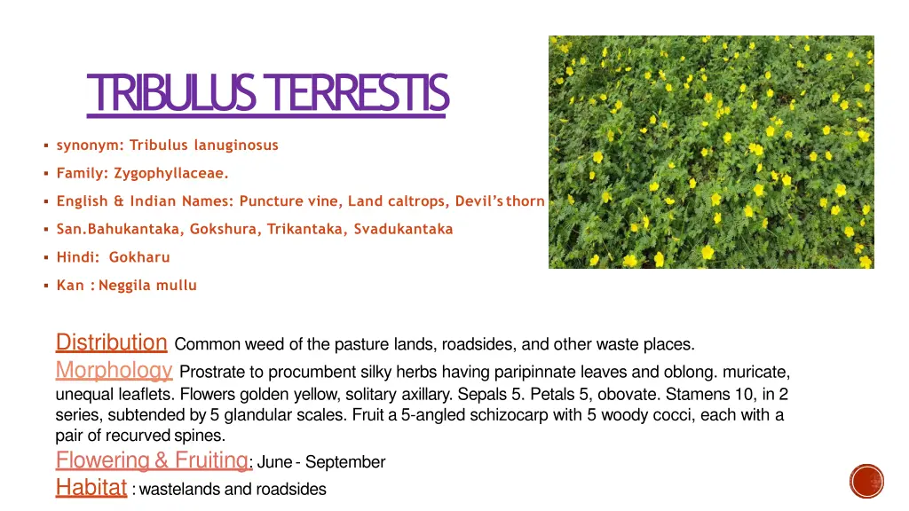 tribulus terrestis