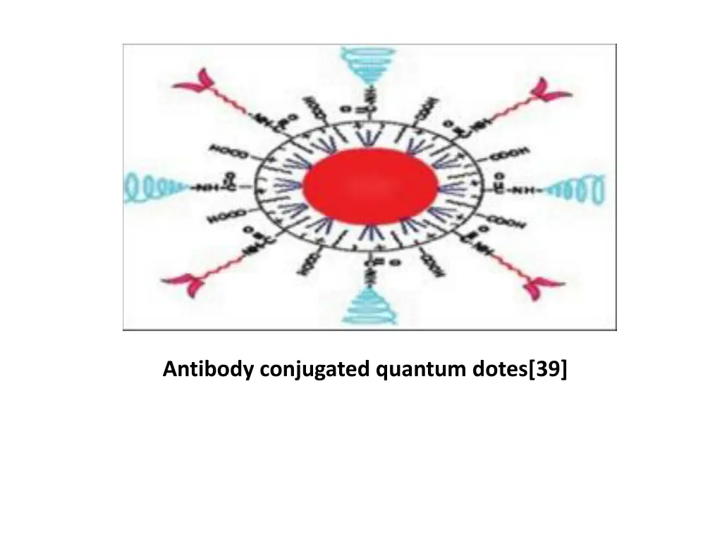 antibody conjugated quantum dotes 39