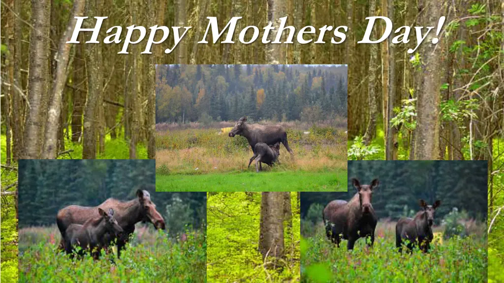 happy mothers day