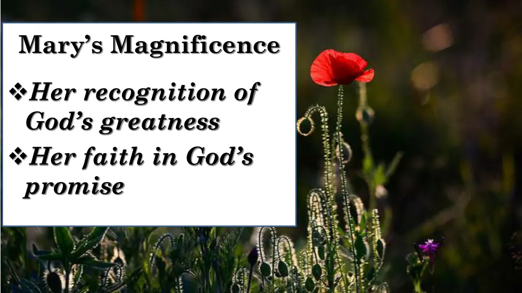 mary s magnificence 1