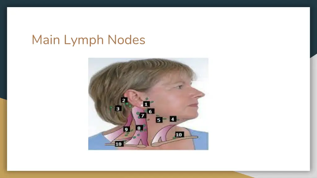 main lymph nodes