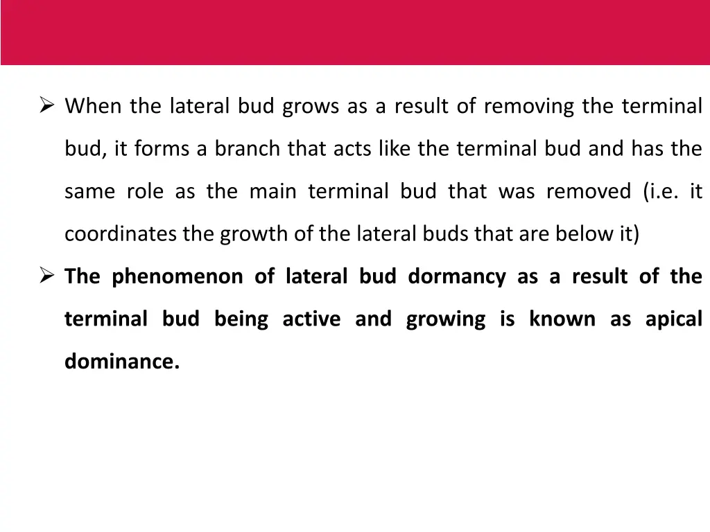 when the lateral bud grows as a result