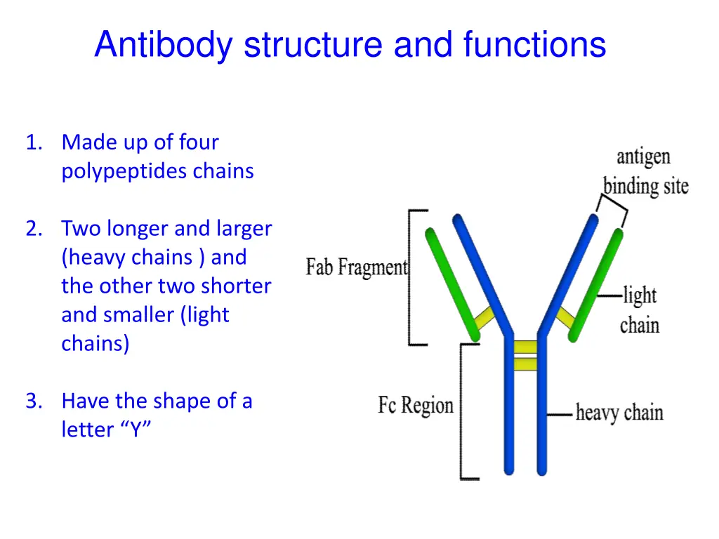 antibody structure and functions