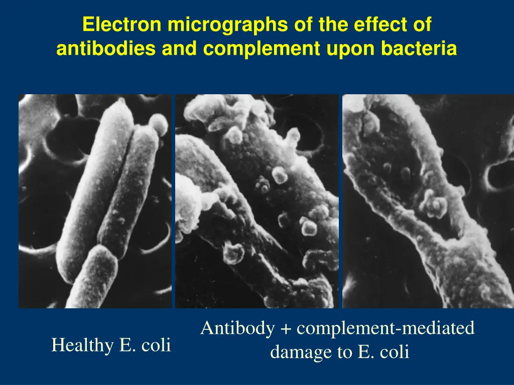 electron micrographs of the effect of antibodies